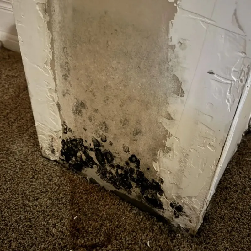 Professional Mold Removal in Curwensville, PA